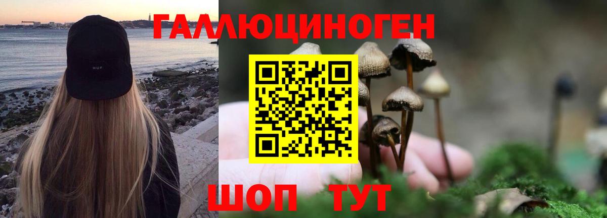 Псилоцибиновые грибы Psilocybe Советская Гавань